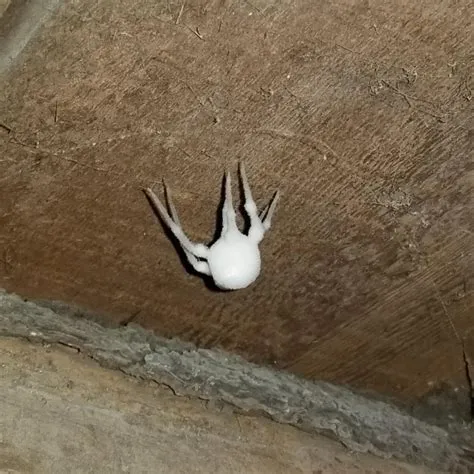 Do cave spiders give more xp than zombies?