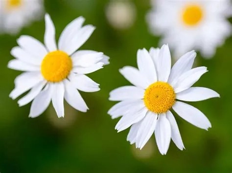 Is daisy a real name?