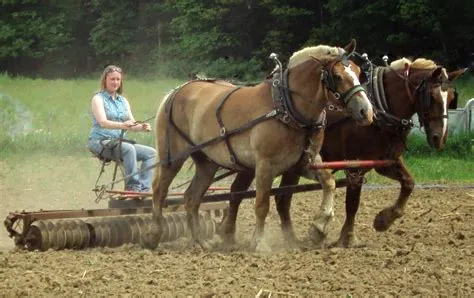 What is the hardest working farm animal?