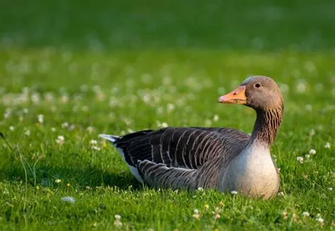 Can a goose live alone?