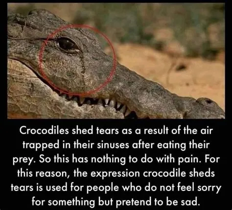 What is the crocodile called in far cry 6?