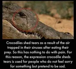 What is the crocodile called in far cry 6?