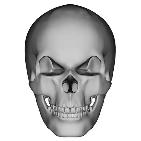 Are human skulls tough?