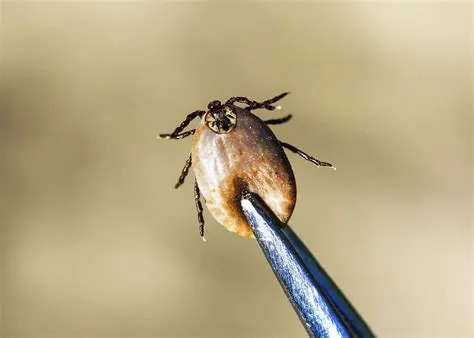 What kills ticks?