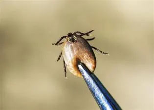 What kills ticks?