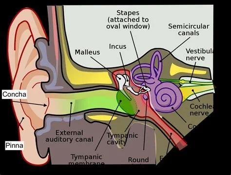 What hz can humans hear?