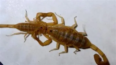 Do scorpions eat mate?