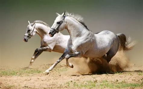 How fast is the arabian horse?