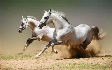 How fast is the arabian horse?