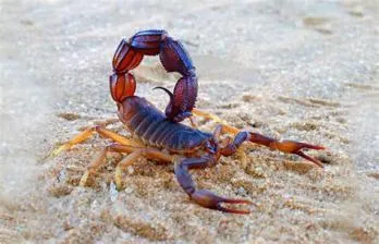 Who killed scorpion?