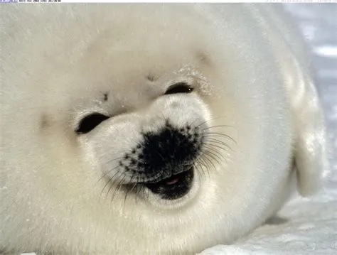 Do seals smile when happy?