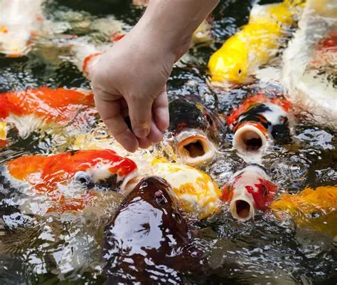 How do you catch golden koi?