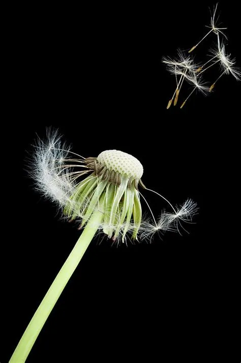 What are the disadvantages of dandelion?