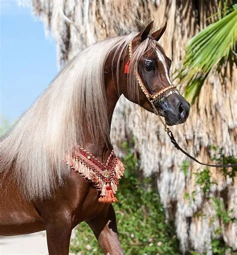 What is the highest sold arabian horse?