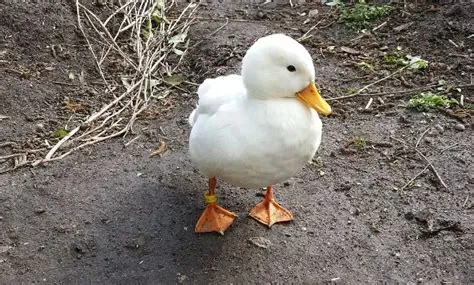 What is the smallest duck?