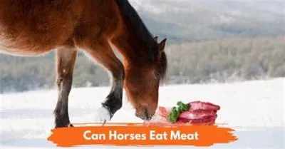 Can arabian horses eat meat?