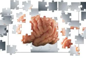 What part of the brain solves puzzles?