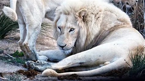 Do white lions exist?