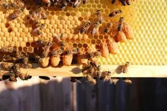 Does the old queen bee leave with a swarm?