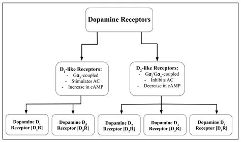 What destroys dopamine receptors?