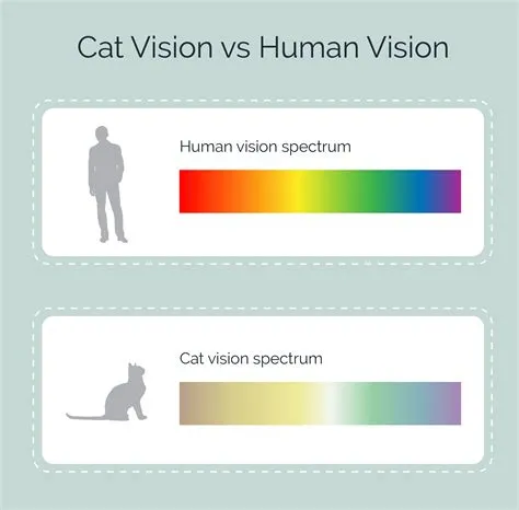 How far can cats see?