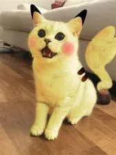 What animal is pikachu cat?