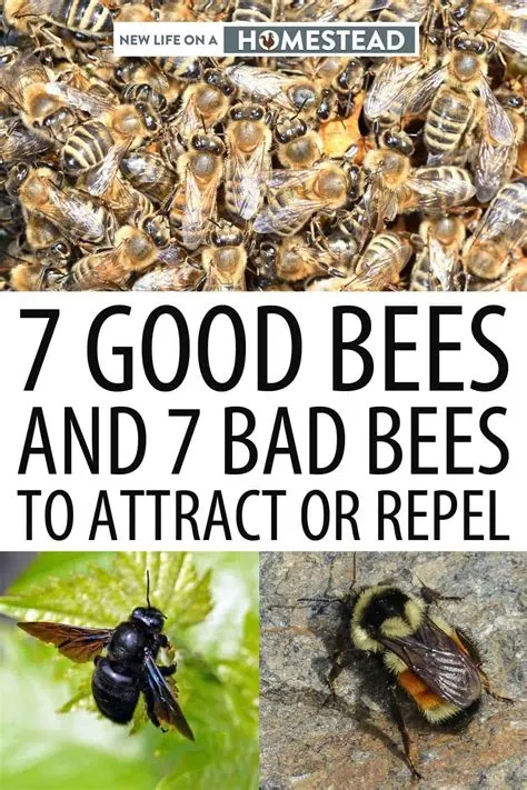 Is bee good or bad?