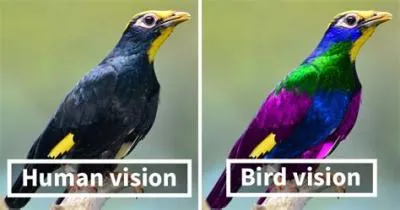 Are birds color blind?