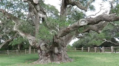 How old is big tree in rockport?