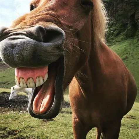 Why does my horse smile at me?