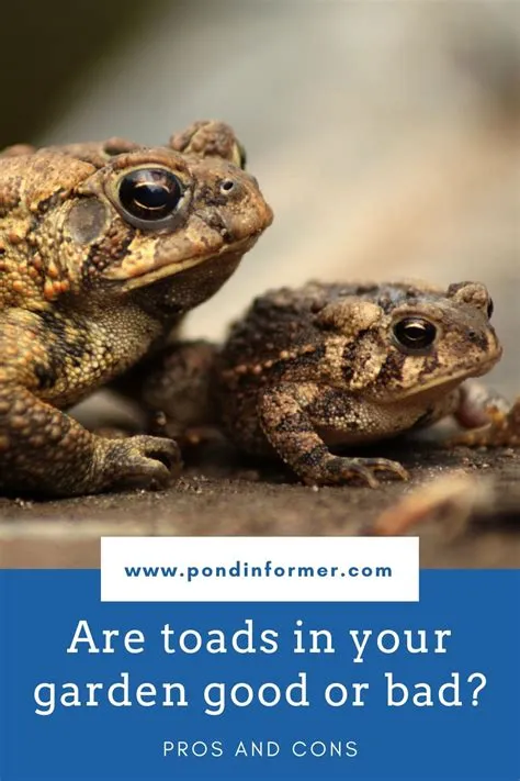 Is toad good or bad?