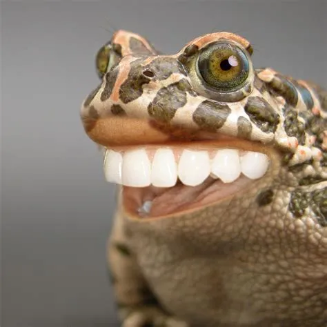 Do toads have teeth?