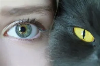 Can cats see human eyes?