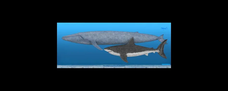 Is a megalodon bigger than a blue whale?