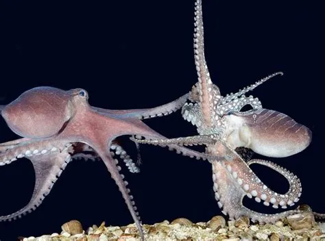 What is an octopus kiss?