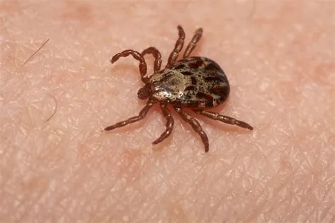 What color are bad ticks?