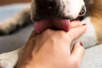 Do dogs lick strangers?