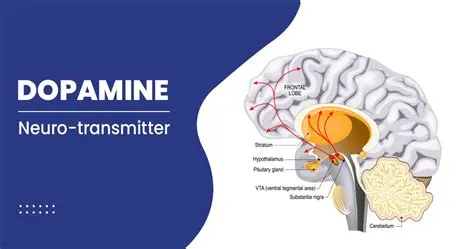 Does more dopamine make you smarter?