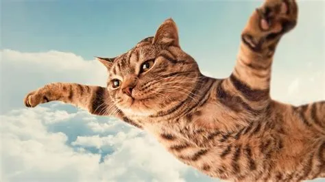 Can i fly with 4 cats?