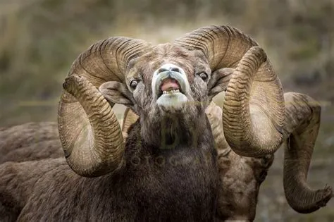 How big is the biggest ram?