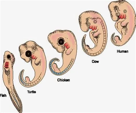 Can human babies have tails?