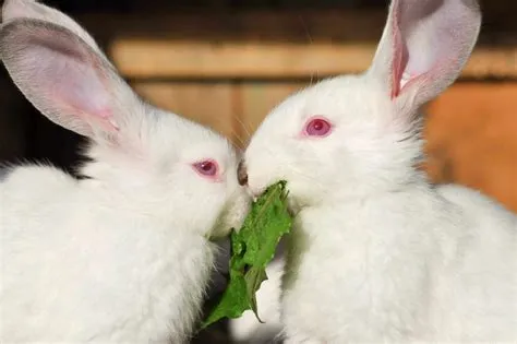 Why was my bunny born with red eyes?