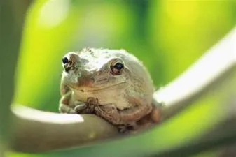 Do frogs feel fear?