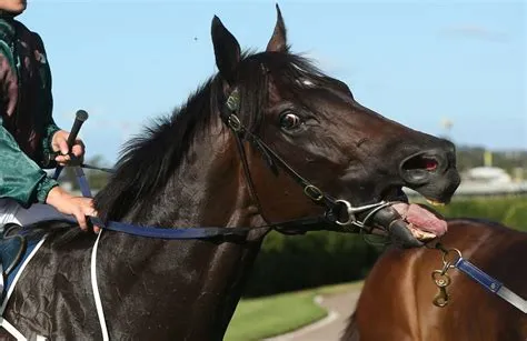 Why do they tie down race horses tongues?