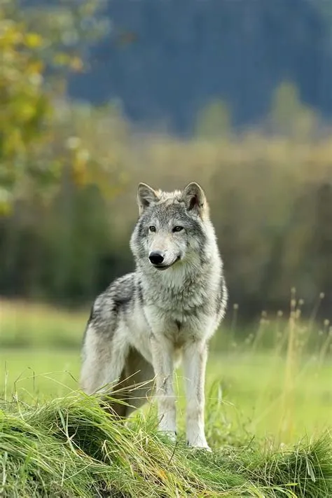 Do female wolves have periods?