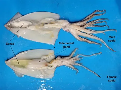 Is a squid a male or a female?