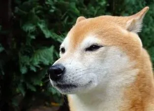 Will shiba inu go up?