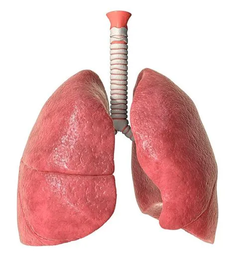 Do humans have two lungs?