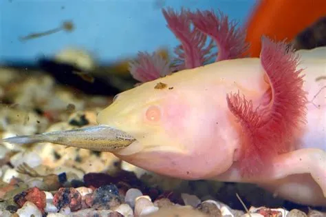 Can you eat an axolotl?