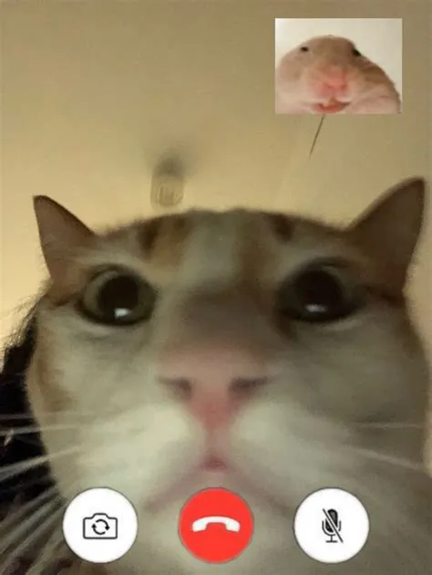 Can cats see you on facetime?